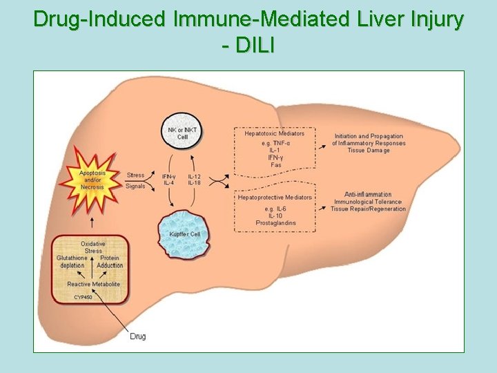 Drug-Induced Immune-Mediated Liver Injury - DILI Drug-Induced Immune-Mediated Liver Injury - DILI