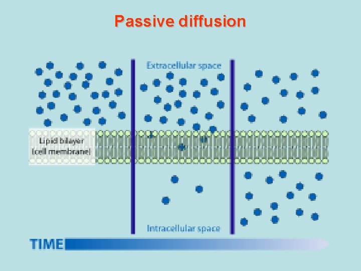 Passive diffusion Passive diffusion