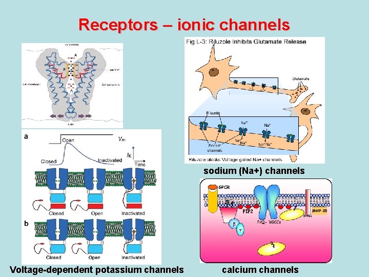 Receptors – ionic channels sodium (Na+) channels Voltage-dependent potassium channels calcium channels Receptors – ionic channels sodium (Na+) channels Voltage-dependent potassium channels calcium channels