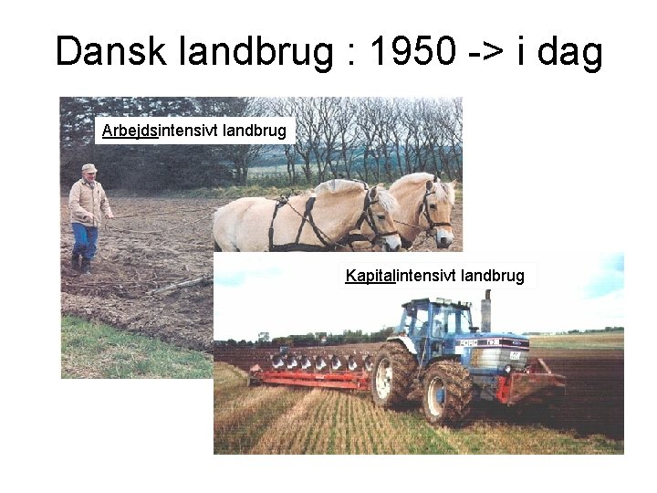 Dansk landbrug : 1950 -> i dag Arbejdsintensivt landbrug Kapitalintensivt landbrug 