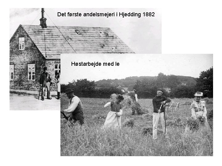 Det første andelsmejeri i Hjedding 1882 Høstarbejde med le 
