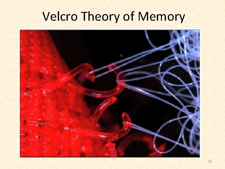 Velcro Theory of Memory 13 