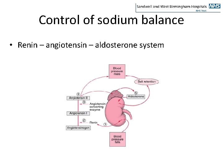 Control of sodium balance • Renin – angiotensin – aldosterone system 