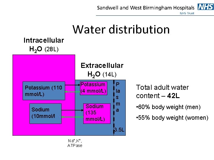 Intracellular H 2 O (28 L) Water distribution Extracellular H 2 O (14 L)