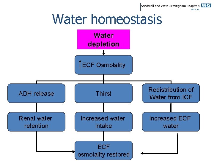 Water homeostasis Water depletion ECF Osmolality ADH release Thirst Redistribution of Water from ICF