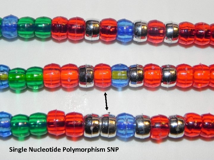 Single Nucleotide Polymorphism SNP 