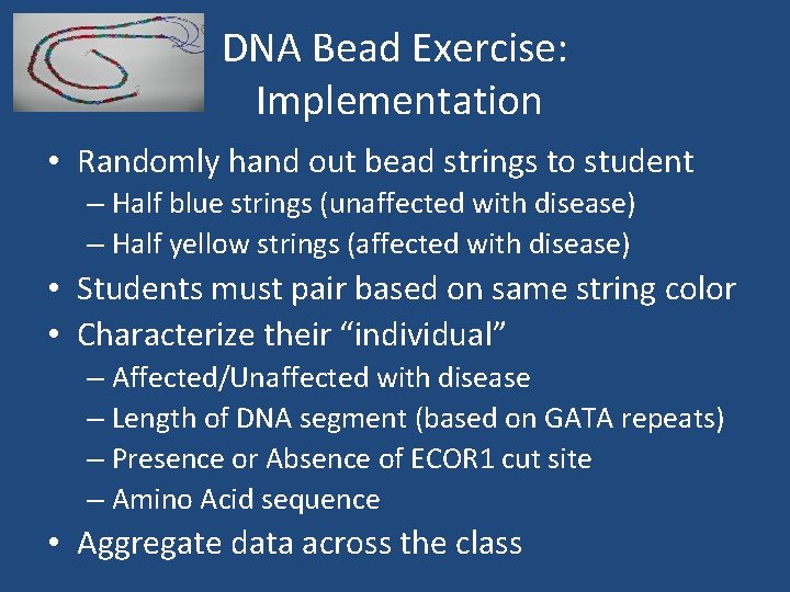 DNA Bead Exercise: Implementation • Randomly hand out bead strings to student – Half