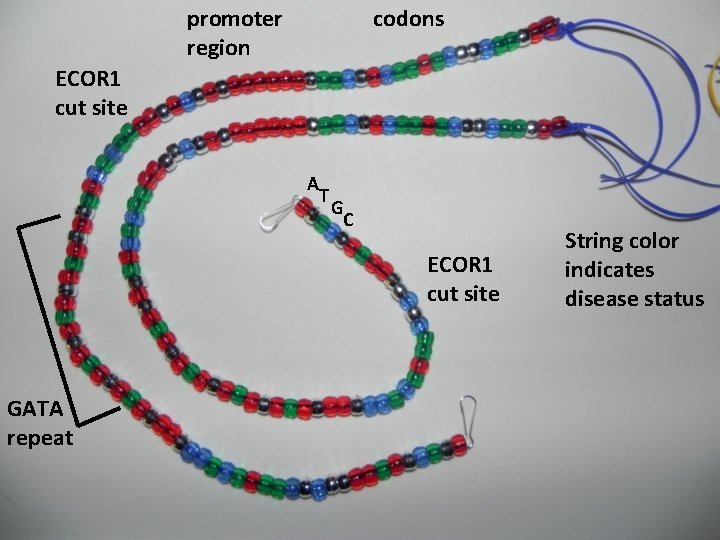 promoter region codons ECOR 1 cut site A T G C ECOR 1 cut