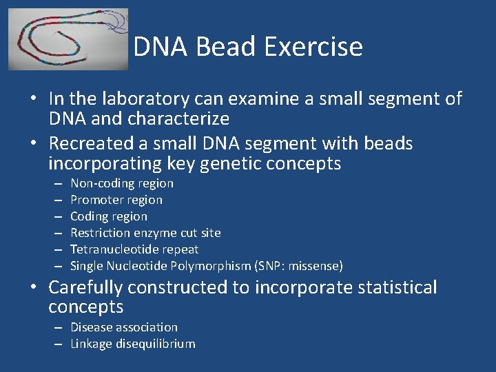 DNA Bead Exercise • In the laboratory can examine a small segment of DNA