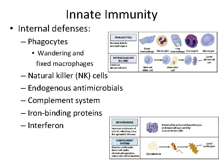 Innate Immunity • Internal defenses: – Phagocytes • Wandering and fixed macrophages – Natural