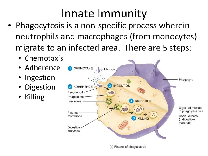 Innate Immunity • Phagocytosis is a non-specific process wherein neutrophils and macrophages (from monocytes)