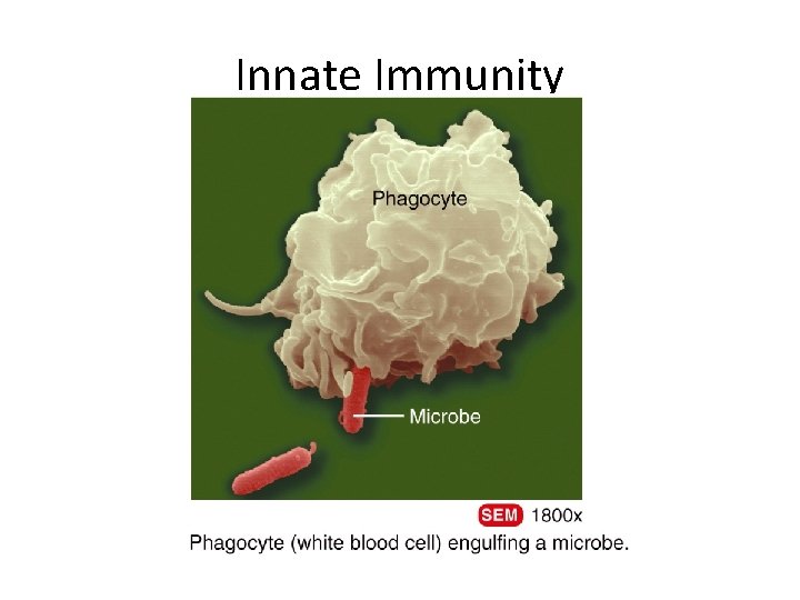 Innate Immunity 