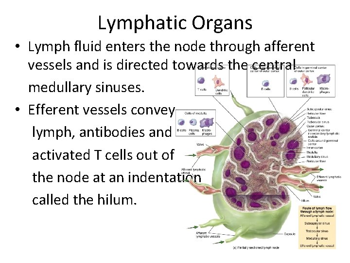 Lymphatic Organs • Lymph fluid enters the node through afferent vessels and is directed