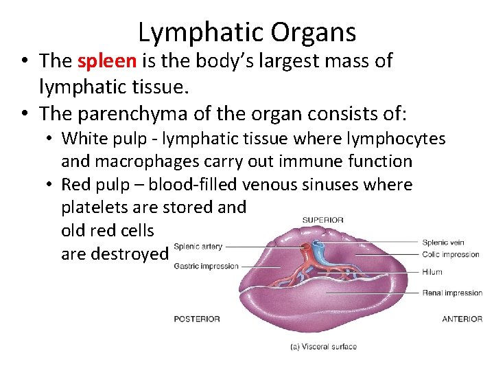 Lymphatic Organs • The spleen is the body’s largest mass of lymphatic tissue. •