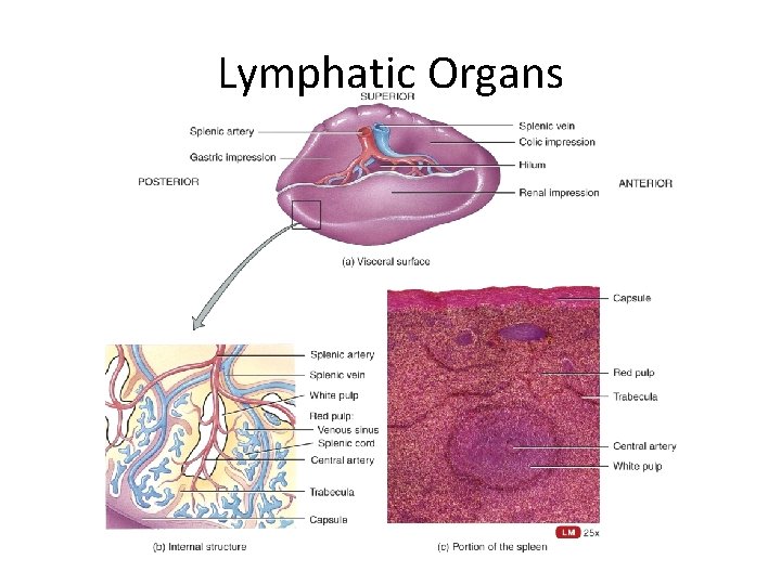 Lymphatic Organs 