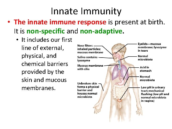 Innate Immunity • The innate immune response is present at birth. It is non-specific