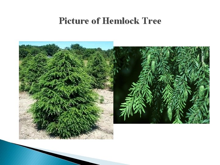 Picture of Hemlock Tree 