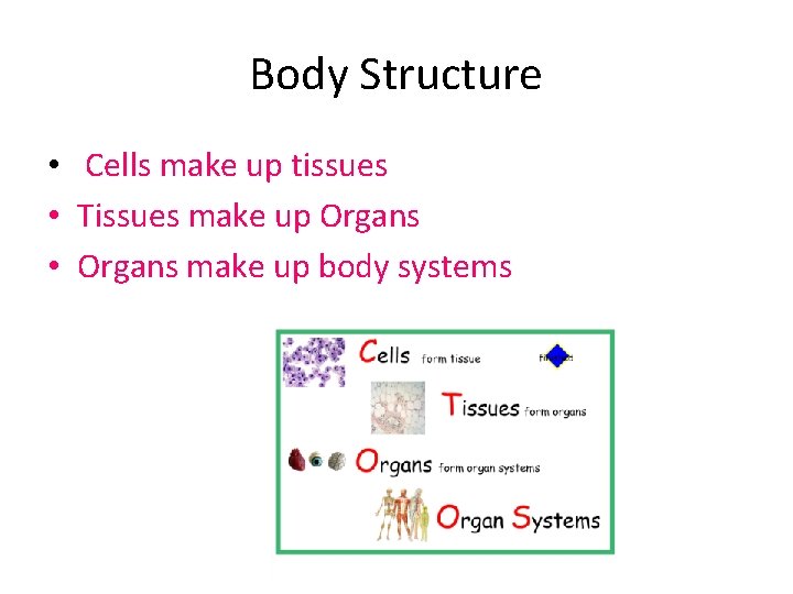 Body Structure • Cells make up tissues • Tissues make up Organs • Organs