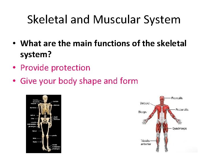 Skeletal and Muscular System • What are the main functions of the skeletal system?