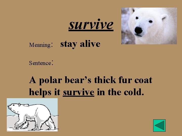 survive Meaning: Sentence stay alive : A polar bear’s thick fur coat helps it