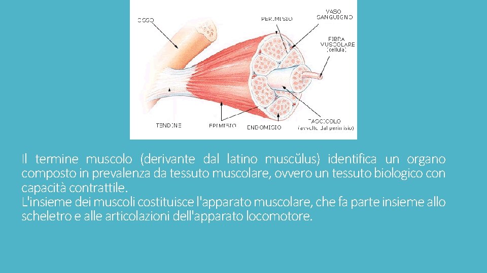 Il termine muscolo (derivante dal latino muscŭlus) identifica un organo composto in prevalenza da