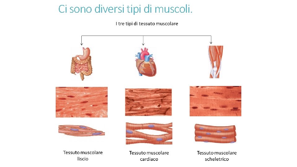 Ci sono diversi tipi di muscoli. 