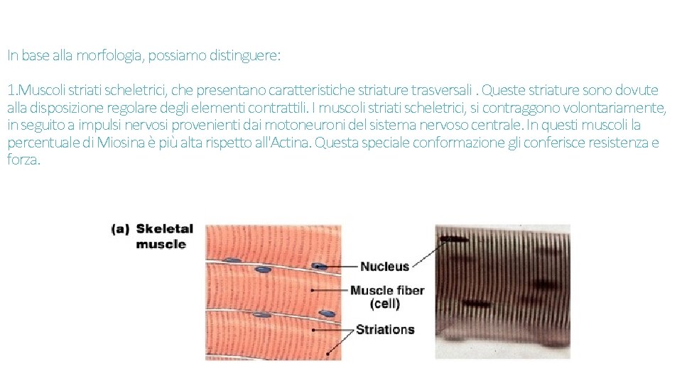 In base alla morfologia, possiamo distinguere: 1. Muscoli striati scheletrici, che presentano caratteristiche striature