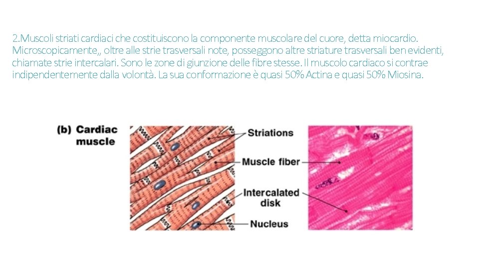 2. Muscoli striati cardiaci che costituiscono la componente muscolare del cuore, detta miocardio. Microscopicamente,