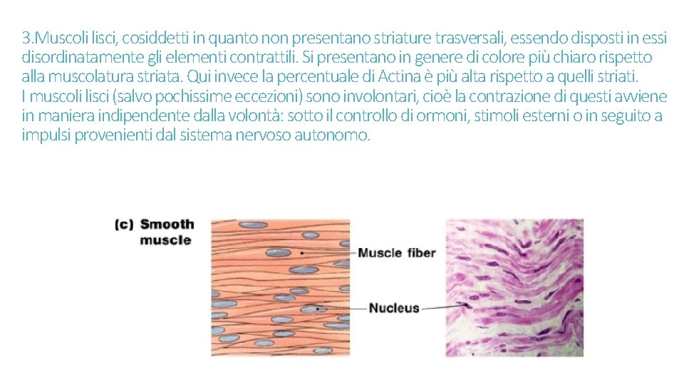 3. Muscoli lisci, cosiddetti in quanto non presentano striature trasversali, essendo disposti in essi