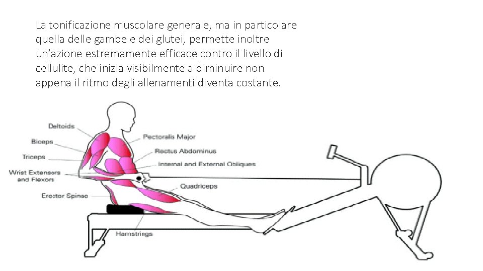 La tonificazione muscolare generale, ma in particolare quella delle gambe e dei glutei, permette