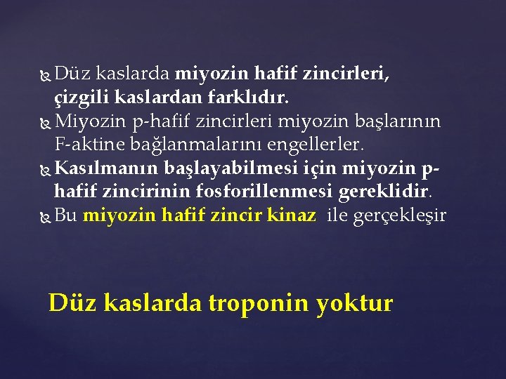 Düz kaslarda miyozin hafif zincirleri, çizgili kaslardan farklıdır. Miyozin p-hafif zincirleri miyozin başlarının F-aktine