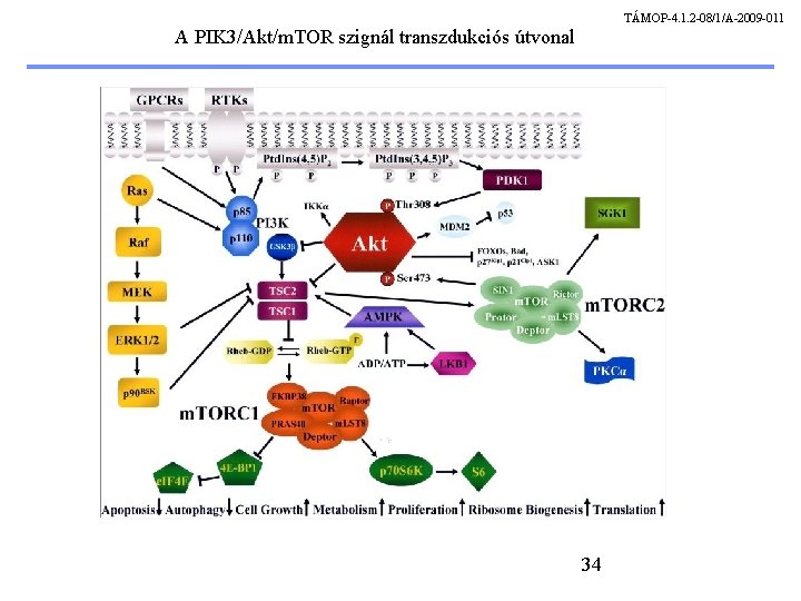 TÁMOP-4. 1. 2 -08/1/A-2009 -011 A PIK 3/Akt/m. TOR szignál transzdukciós útvonal 34 