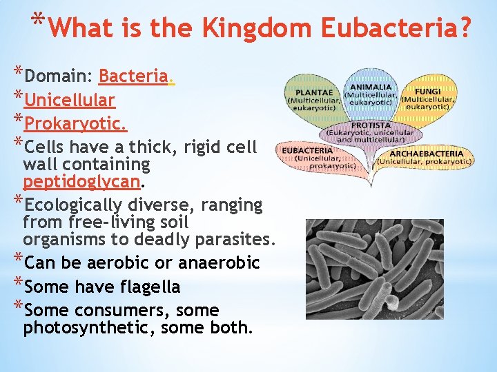 *What is the Kingdom Eubacteria? *Domain: Bacteria. *Unicellular *Prokaryotic. *Cells have a thick, rigid