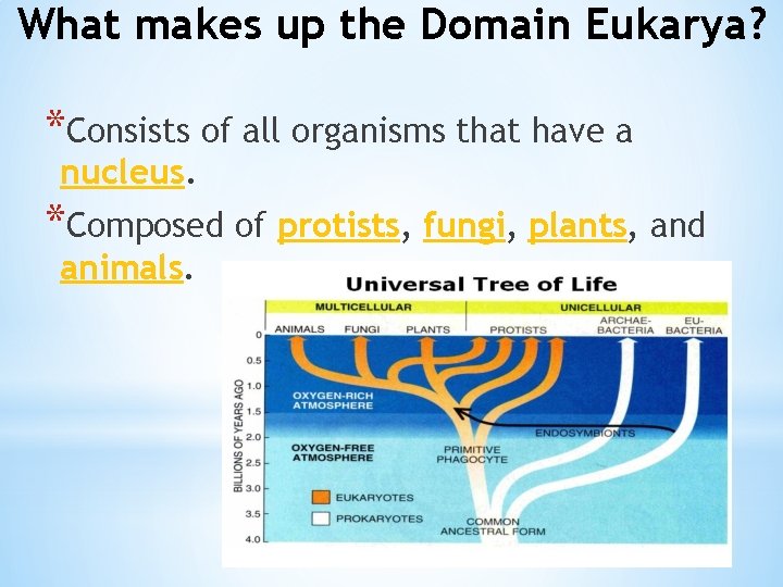 What makes up the Domain Eukarya? *Consists of all organisms that have a nucleus.