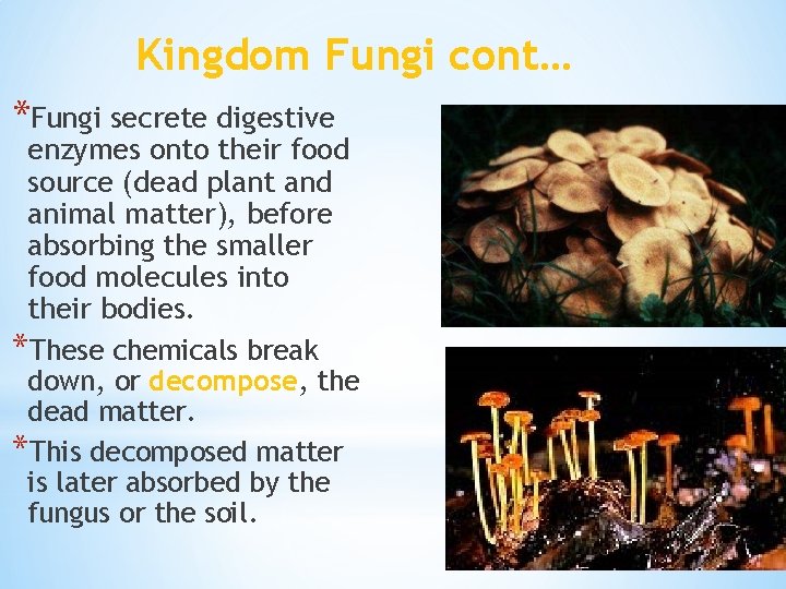 Kingdom Fungi cont… *Fungi secrete digestive enzymes onto their food source (dead plant and