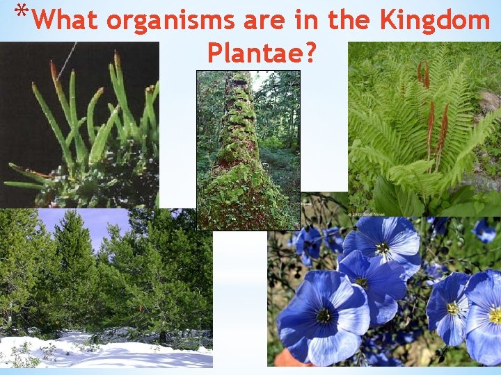 *What organisms are in the Kingdom Plantae? 