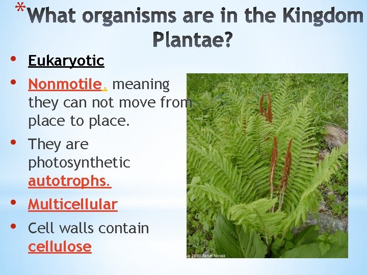 * • • Eukaryotic • They are photosynthetic autotrophs. • • Multicellular Nonmotile, meaning