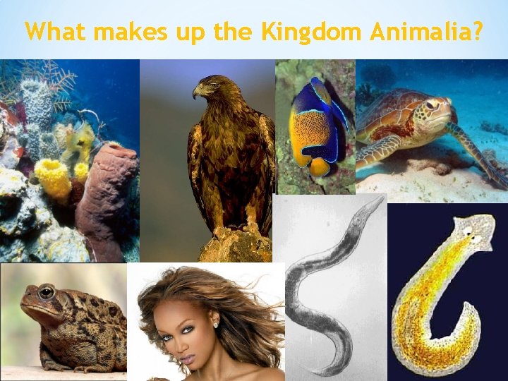 What makes up the Kingdom Animalia? 