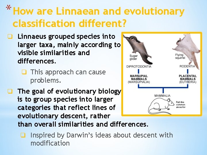 * How are Linnaean and evolutionary classification different? q Linnaeus grouped species into larger