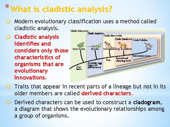 * What is cladistic analysis? q Modern evolutionary classification uses a method called cladistic