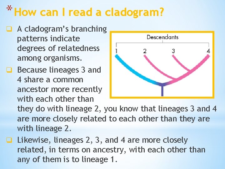 * How can I read a cladogram? q A cladogram’s branching patterns indicate degrees