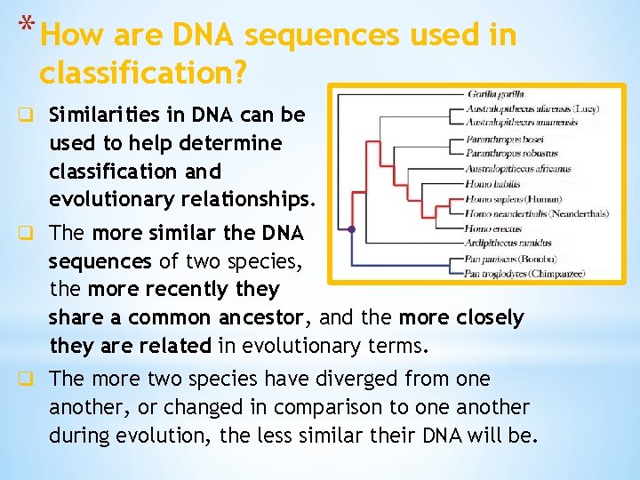 * How are DNA sequences used in classification? q Similarities in DNA can be