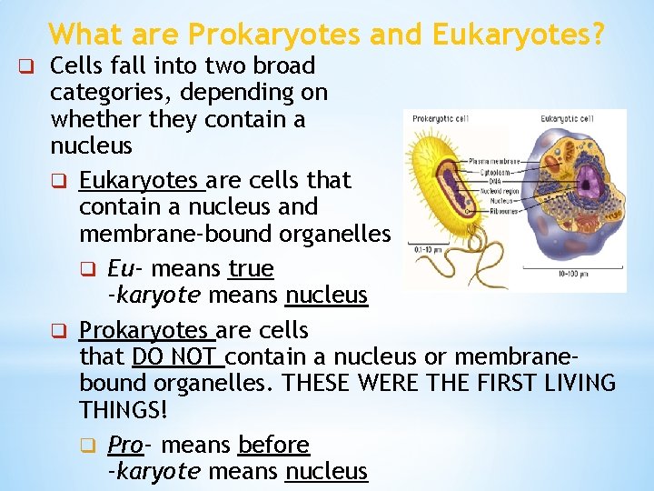 What are Prokaryotes and Eukaryotes? q Cells fall into two broad categories, depending on