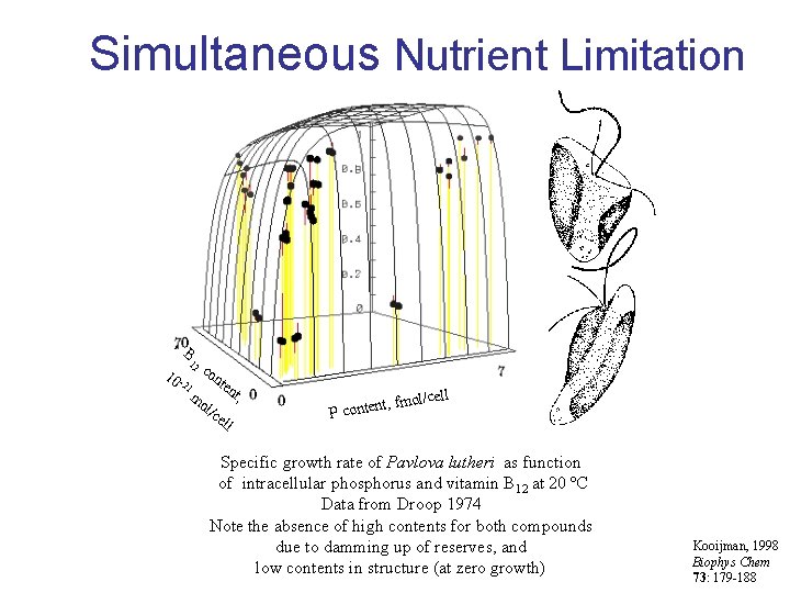 Simultaneous Nutrient Limitation B 12 10 - 21 co nte mo l/c e nt,
