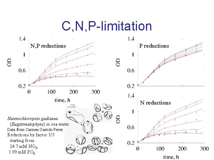 C, N, P-limitation N, P reductions Nannochloropsis gaditana (Eugstimatophyta) in sea water Data from