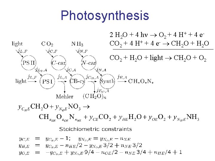 Photosynthesis 2 H 2 O + 4 h O 2 + 4 H+ +