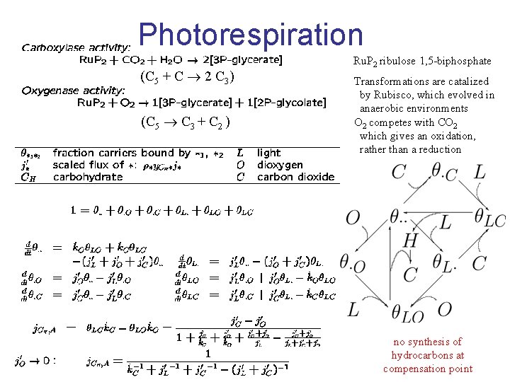 Photorespiration (C 5 + C 2 C 3) (C 5 C 3 + C