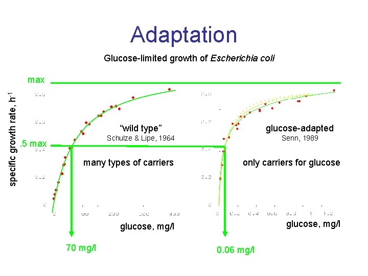 Adaptation Glucose-limited growth of Escherichia coli specific growth rate, h-1 max . 5 max