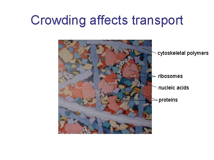 Crowding affects transport cytoskeletal polymers ribosomes nucleic acids proteins 