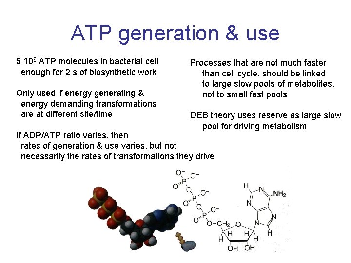 ATP generation & use 5 106 ATP molecules in bacterial cell enough for 2